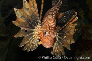 Lionfish, Pterois volitans