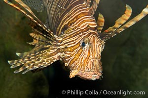 Lionfish, Pterois volitans