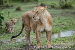Lionness and two week old cub, Maasai Mara National Reserve, Kenya, Panthera leo