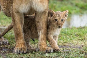 Lionness and two week old cub, Maasai Mara National Reserve, Kenya, Panthera leo