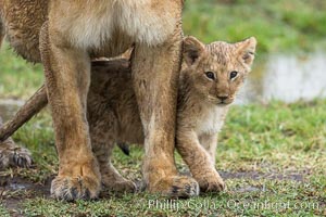 Lionness and two week old cub, Maasai Mara National Reserve, Kenya