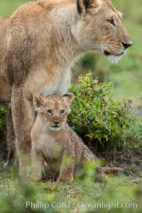 Lionness and two week old cub, Maasai Mara National Reserve, Kenya, Panthera leo