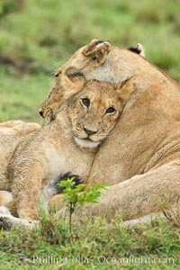 Lionness and cub, Maasai Mara National Reserve, Kenya, Panthera leo