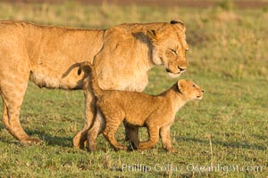 Lionness and cub, Maasai Mara National Reserve, Kenya, Panthera leo