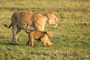 Lionness and cub, Maasai Mara National Reserve, Kenya, Panthera leo