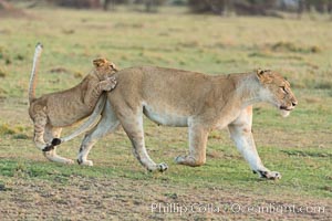 Lionness and cub, Olare Orok Conservancy, Kenya, Panthera leo