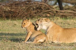 Lionness and cub, Olare Orok Conservancy, Kenya, Panthera leo