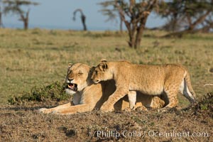 Lionness and cub, Olare Orok Conservancy, Kenya, Panthera leo