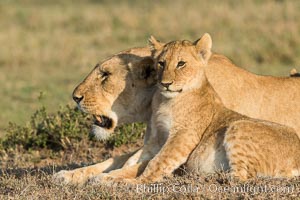 Lionness and cub, Olare Orok Conservancy, Kenya, Panthera leo