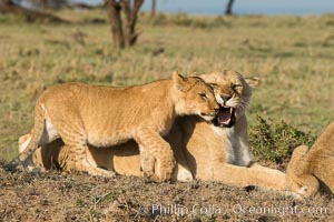 Lionness and cub, Olare Orok Conservancy, Kenya, Panthera leo