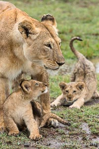 Lionness and two week old cubs, Maasai Mara National Reserve, Kenya, Panthera leo