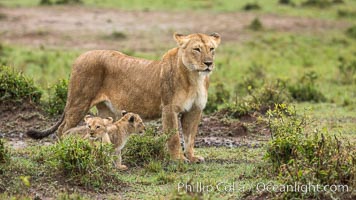 Lionness and two week old cubs, Maasai Mara National Reserve, Kenya, Panthera leo