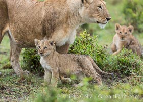 Lionness and two week old cubs, Maasai Mara National Reserve, Kenya, Panthera leo