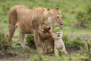 Lionness and two week old cubs, Maasai Mara National Reserve, Kenya, Panthera leo