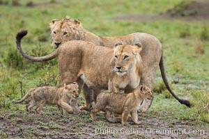 Lionness and two week old cubs, Maasai Mara National Reserve, Kenya, Panthera leo