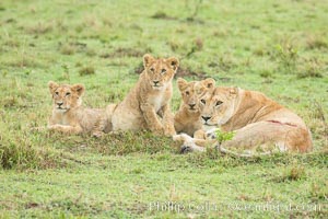 Lionness and cubs, Maasai Mara National Reserve, Kenya, Panthera leo