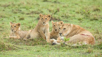 Lionness and cubs, Maasai Mara National Reserve, Kenya, Panthera leo