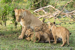 Lionness and cubs, Maasai Mara National Reserve, Kenya, Panthera leo