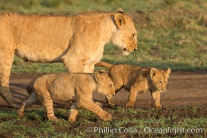 Lionness and cubs, Maasai Mara National Reserve, Kenya, Panthera leo