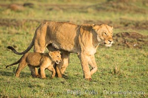 Lionness and cubs, Maasai Mara National Reserve, Kenya, Panthera leo