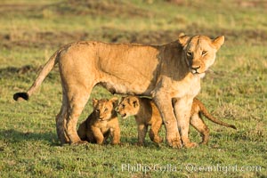 Lionness and cubs, Maasai Mara National Reserve, Kenya, Panthera leo