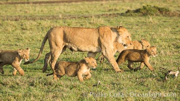 Lionness and cubs, Maasai Mara National Reserve, Kenya, Panthera leo