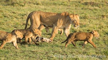 Lionness and cubs, Maasai Mara National Reserve, Kenya, Panthera leo