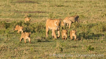 Lionness and cubs, Maasai Mara National Reserve, Kenya, Panthera leo