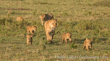 Lionness and cubs, Maasai Mara National Reserve, Kenya, Panthera leo