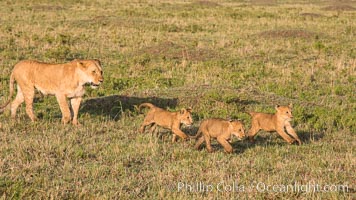 Lionness and cubs, Maasai Mara National Reserve, Kenya, Panthera leo