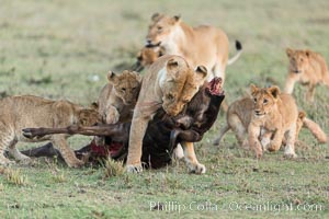 Lionness and cubs with kill, Olare Orok Conservancy, Kenya, Panthera leo