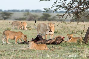 Lionness and cubs with kill, Olare Orok Conservancy, Kenya