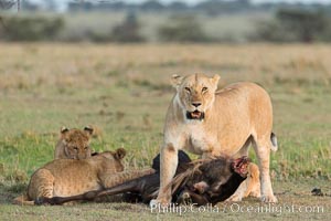 Lionness and cubs with kill, Olare Orok Conservancy, Kenya, Panthera leo