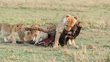 Lionness and cubs with kill, Olare Orok Conservancy, Kenya, Panthera leo