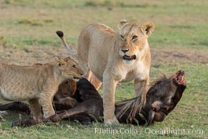 Lionness and cubs with kill, Olare Orok Conservancy, Kenya, Panthera leo