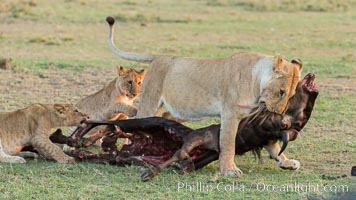 Lionness and cubs with kill, Olare Orok Conservancy, Kenya, Panthera leo