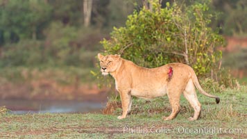 Lionness with injury from water buffalo, Maasai Mara National Reserve, Kenya, Panthera leo