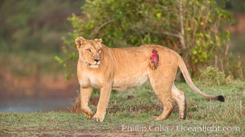 Lionness with injury from water buffalo, Maasai Mara National Reserve, Kenya