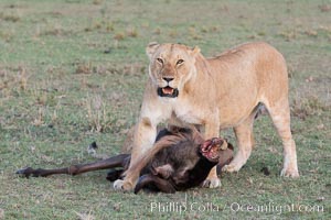 Lionness with kill, Olare Orok Conservancy, Kenya, Panthera leo