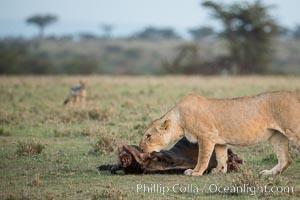 Lionness with kill, Olare Orok Conservancy, Kenya, Panthera leo