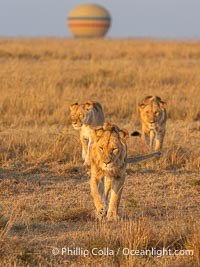 Lions and Balloon at Sunrise, Mara Triangle, Kenya, Panthera leo, Mara North Conservancy