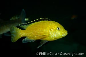 Lions cove yellow labido, Labidochromis