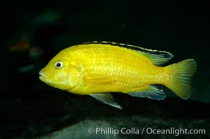 Lions cove yellow labido, Labidochromis