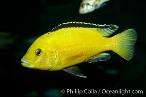 Lions cove yellow labido, Labidochromis