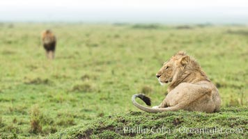 Lions, Maasai Mara National Reserve, Kenya