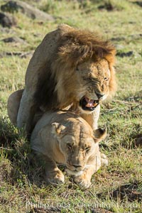 Lions mating, Maasai Mara National Reserve, Kenya, Panthera leo