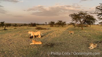 Lions, Olare Orok Conservancy, Kenya, Panthera leo