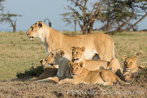 Lions, Olare Orok Conservancy, Kenya, Panthera leo