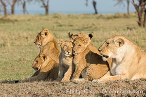 Lions, Olare Orok Conservancy, Kenya