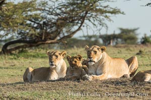 Lions, Olare Orok Conservancy, Kenya, Panthera leo